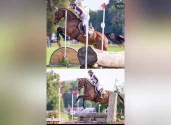 Deutsches Sportpferd, Stute, 10 Jahre, 170 cm, Brauner