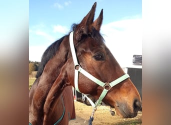 Deutsches Sportpferd, Stute, 10 Jahre, 170 cm, Dunkelbrauner