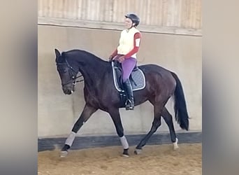 Deutsches Sportpferd, Stute, 10 Jahre, 170 cm, Dunkelbrauner