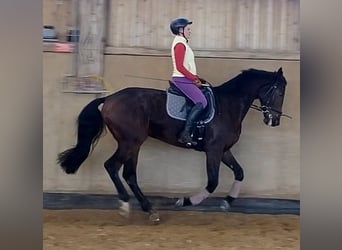 Deutsches Sportpferd, Stute, 10 Jahre, 170 cm, Dunkelbrauner