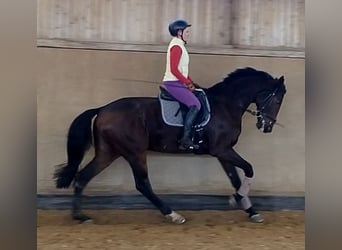 Deutsches Sportpferd, Stute, 10 Jahre, 170 cm, Dunkelbrauner