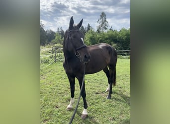 Deutsches Sportpferd, Stute, 10 Jahre, 170 cm, Dunkelbrauner