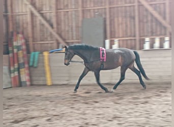 Deutsches Sportpferd, Stute, 10 Jahre, 170 cm, Dunkelbrauner