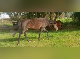 Deutsches Sportpferd, Stute, 10 Jahre, 170 cm, Dunkelbrauner