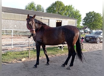 Deutsches Sportpferd, Stute, 10 Jahre, 170 cm, Dunkelbrauner