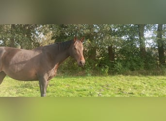 Deutsches Sportpferd, Stute, 10 Jahre, 170 cm, Dunkelbrauner