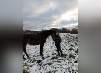 Deutsches Sportpferd, Stute, 10 Jahre, 170 cm, Dunkelbrauner