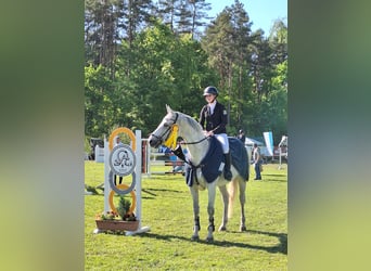 Deutsches Sportpferd, Stute, 10 Jahre, 170 cm, Fliegenschimmel
