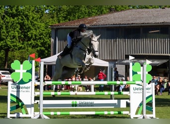 Deutsches Sportpferd, Stute, 10 Jahre, 170 cm, Fliegenschimmel
