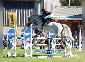 Deutsches Sportpferd, Stute, 10 Jahre, 170 cm, Fliegenschimmel