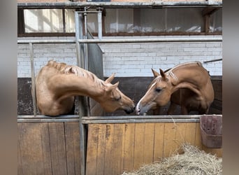 Deutsches Sportpferd, Stute, 10 Jahre, 170 cm, Palomino