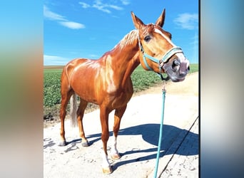 Deutsches Sportpferd, Stute, 10 Jahre, 170 cm, Palomino