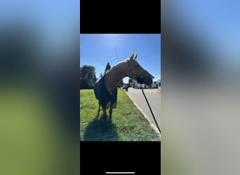 Deutsches Sportpferd, Stute, 10 Jahre, 170 cm, Palomino