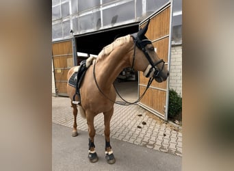 Deutsches Sportpferd, Stute, 10 Jahre, 170 cm, Palomino