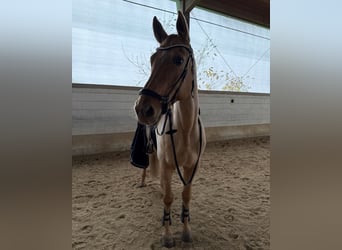 Deutsches Sportpferd, Stute, 10 Jahre, 170 cm, Palomino