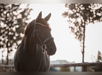 Deutsches Sportpferd, Stute, 10 Jahre, 170 cm, Rappe