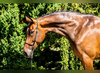 Deutsches Sportpferd, Stute, 10 Jahre, 172 cm, Dunkelbrauner