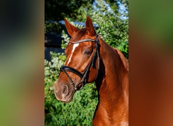 Deutsches Sportpferd, Stute, 10 Jahre, 172 cm, Dunkelfuchs