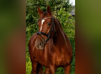 Deutsches Sportpferd, Stute, 10 Jahre, 172 cm, Dunkelfuchs