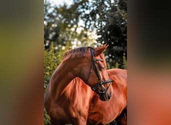 Deutsches Sportpferd, Stute, 10 Jahre, 172 cm, Dunkelfuchs