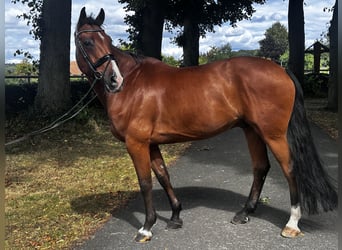 Deutsches Sportpferd, Stute, 10 Jahre, 173 cm, Brauner