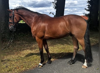 Deutsches Sportpferd, Stute, 10 Jahre, 173 cm, Brauner