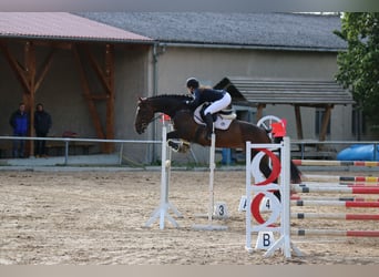 Deutsches Sportpferd, Stute, 10 Jahre, 173 cm, Brauner