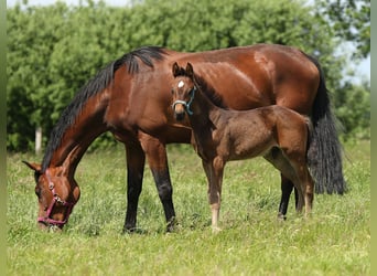 Deutsches Sportpferd, Stute, 10 Jahre, 173 cm, Brauner