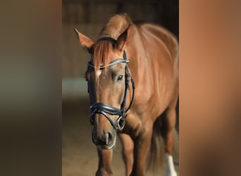 Deutsches Sportpferd, Stute, 10 Jahre, 173 cm, Dunkelfuchs