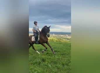 Deutsches Sportpferd, Stute, 10 Jahre, 173 cm, Dunkelfuchs