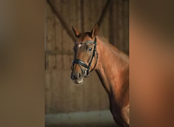 Deutsches Sportpferd, Stute, 10 Jahre, 173 cm, Dunkelfuchs