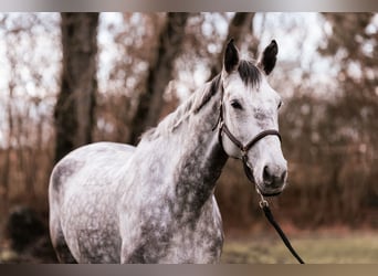 Deutsches Sportpferd, Stute, 10 Jahre, 174 cm, Apfelschimmel