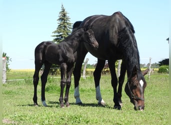 Deutsches Sportpferd, Stute, 10 Jahre, 174 cm, Dunkelbrauner