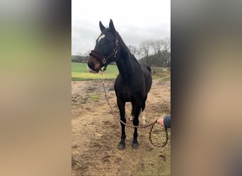 Deutsches Sportpferd, Stute, 10 Jahre, 174 cm, Dunkelbrauner