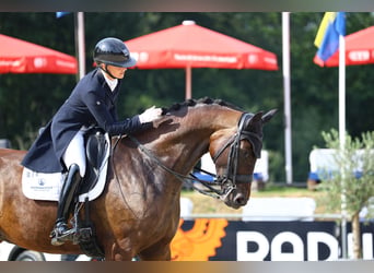 Deutsches Sportpferd, Stute, 10 Jahre, 175 cm, Dunkelbrauner