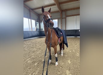 Deutsches Sportpferd, Stute, 10 Jahre, 175 cm, Fuchs