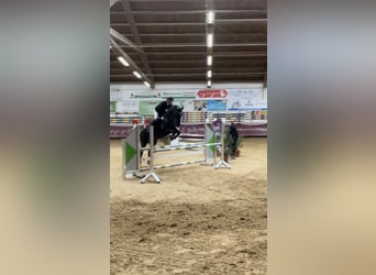 Deutsches Sportpferd, Stute, 10 Jahre, 177 cm, Rappe