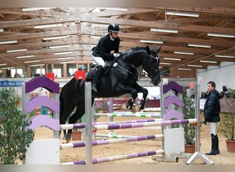 Deutsches Sportpferd, Stute, 10 Jahre, 177 cm, Rappe