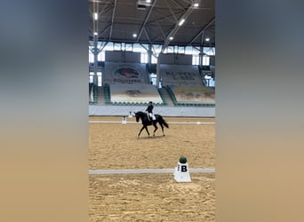 Deutsches Sportpferd, Stute, 10 Jahre, 177 cm, Rappe