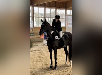 Deutsches Sportpferd, Stute, 10 Jahre, 177 cm, Rappe