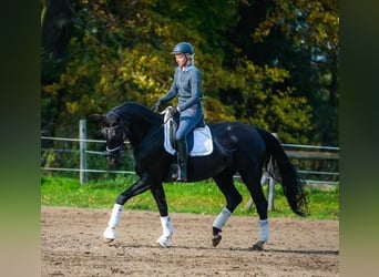 Deutsches Sportpferd, Stute, 10 Jahre, 183 cm, Rappe