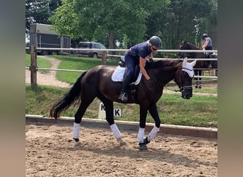 Deutsches Sportpferd, Stute, 10 Jahre, 183 cm, Rappe