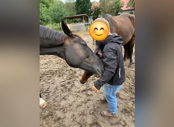 Deutsches Sportpferd, Stute, 10 Jahre, 183 cm, Rappe