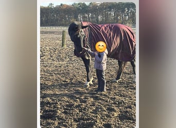 Deutsches Sportpferd, Stute, 10 Jahre, 183 cm, Rappe