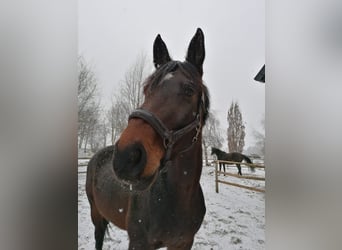 Deutsches Sportpferd, Stute, 10 Jahre, Dunkelbrauner