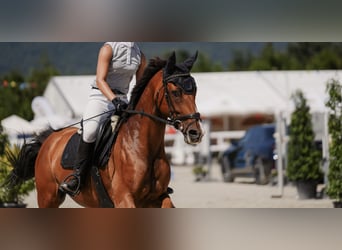 Deutsches Sportpferd, Stute, 11 Jahre, 158 cm, Brauner