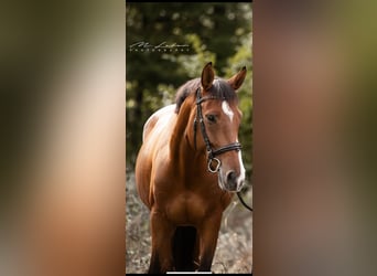 Deutsches Sportpferd, Stute, 11 Jahre, 160 cm, Brauner