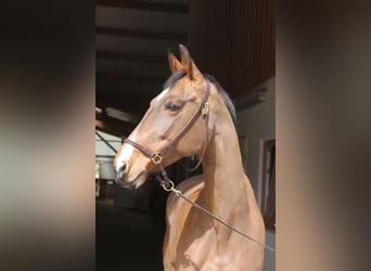 Deutsches Sportpferd, Stute, 11 Jahre, 160 cm, Hellbrauner