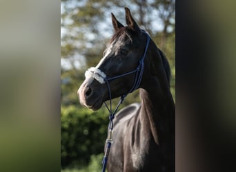 Deutsches Sportpferd, Stute, 11 Jahre, 160 cm, Rappe