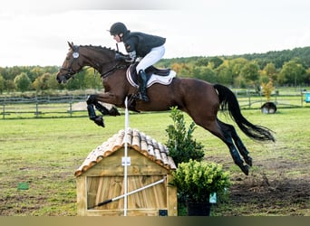 Deutsches Sportpferd, Stute, 11 Jahre, 163 cm, Brauner